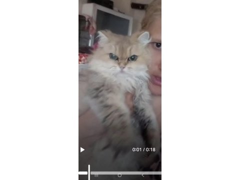 3 kısır dişi kedimiz yeni yuvalarını arıyor