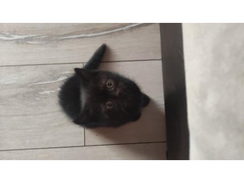 Minik prenses british shorthair