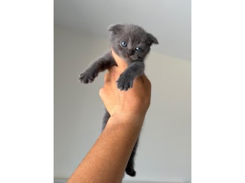 British shorthair yavruları
