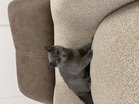 British shorthair yavru 3-5 aylık