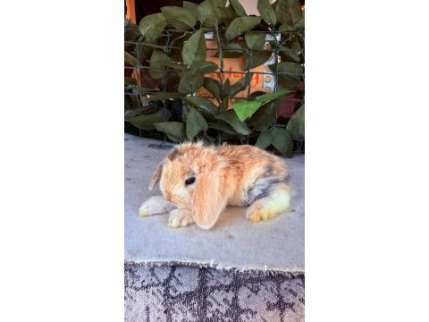 Hollanda lop ve cüce tavşanlar