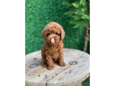 Toy poodle mini boy dişi yavrumuz
