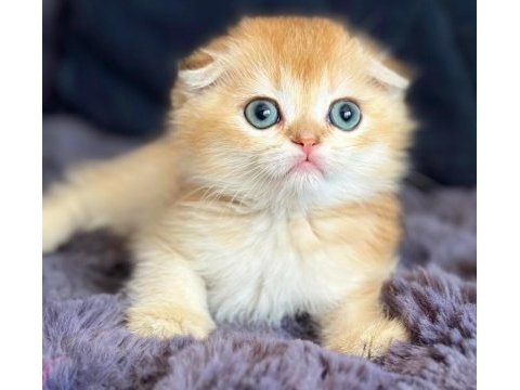 Scottish fold golden bebek