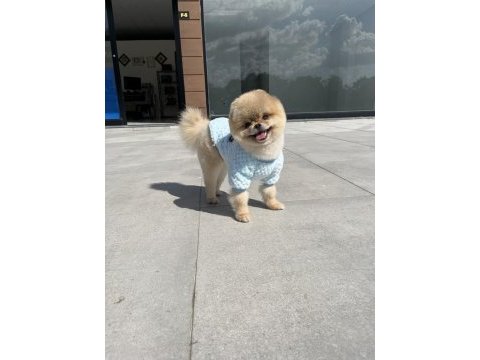 Orjinal pomeranian teddy bear en iyisini isteyenler için