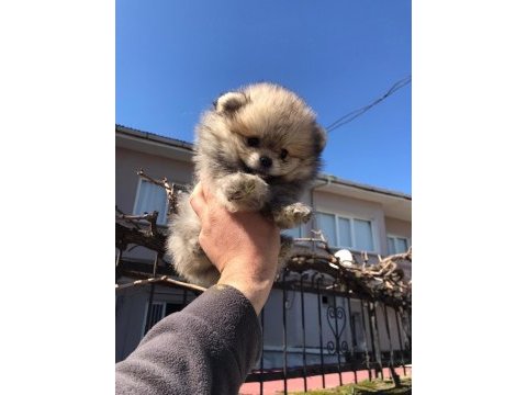 Pomeranian boo yavrular