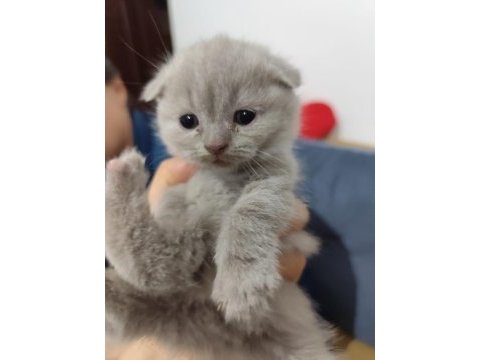 4 haftalık yavrularımısahiplendirmek istiyorum