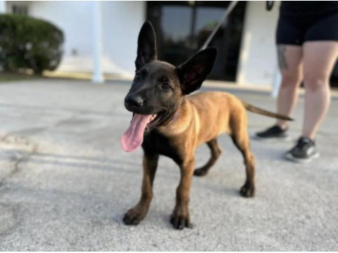 Secereli belçika malinois yavruları istanbul