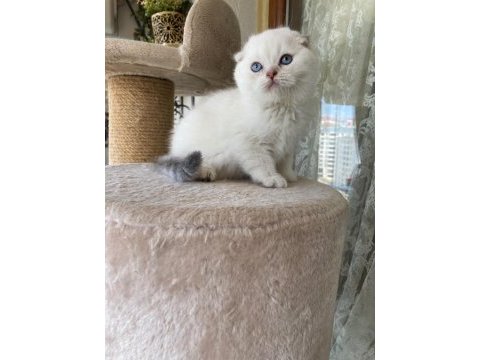 Scottish fold yavruları