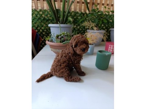 Tea cup boyutlarda poodle bebeklerimiz