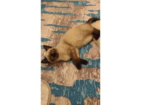 Yavru scottish oyuncu kedi