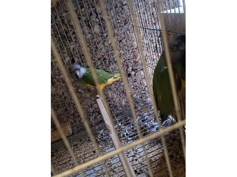 Senegal papağanı takım