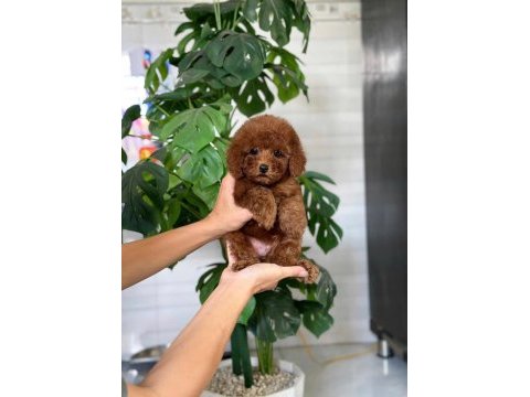 Safkan a kalite toy poodle bebeklerim