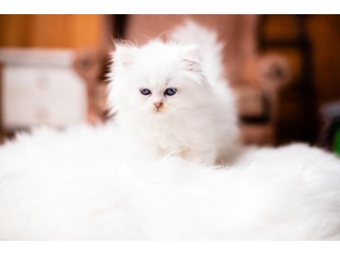 British longhair şecereli