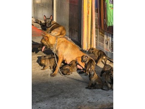 Belçika malinois köpeği