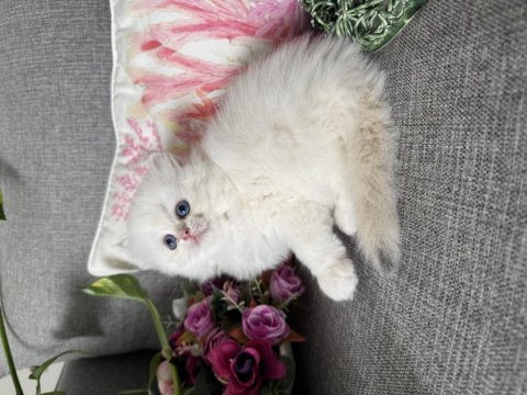 Efsane güzellikte british longhair bebekler