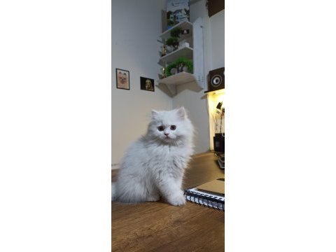 British longhair yavrular