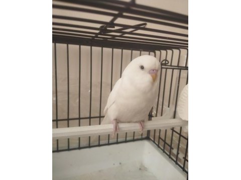 Albino 46 günlük yavrumuhabbet kuşu konuşmaya çok yatkın