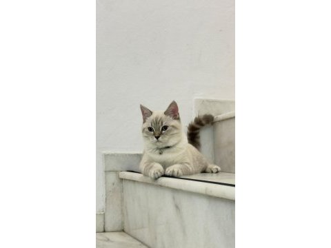 Yakışıklı british shorthair oğlumu sahiplendiriyorum