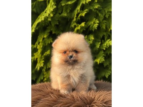 Pomeranian boo yavrularımız yeni yuvasını arıyor