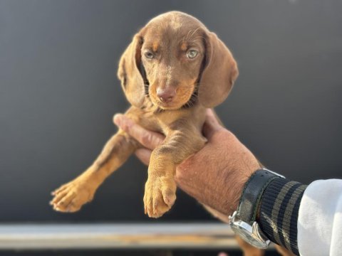 Petmode köpek çiftliğinde ziyarete açık dachshund