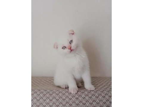 05.01.2026 doğumlu erkek scottish fold kedimiz
