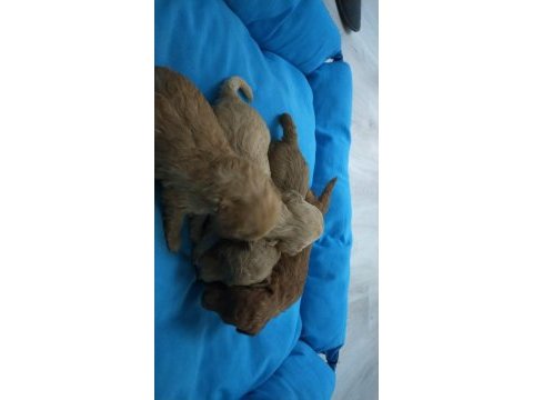 5 dişi ve 2 erkek mükemmel kalitede poodle yavrular