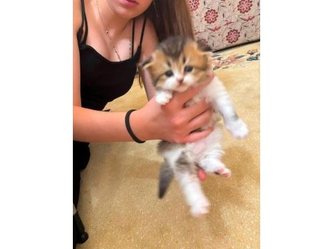 British longhair yavrular