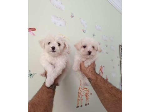 Orjinal ırk garantili maltese terrier bebekler