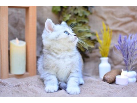 Gümüş çizgili ns24 british shorthair 