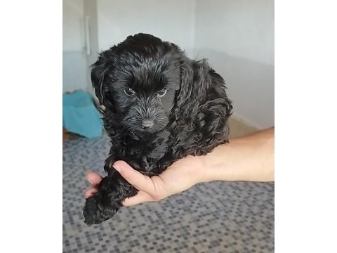 Siyah lekesiz toy poodle yavrularımız
