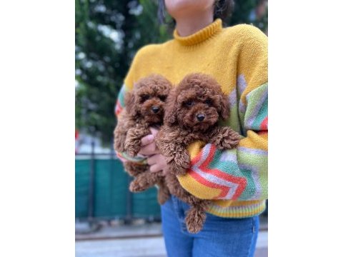 Evimizin kıvırcık poodle bebekleri sizlerle
