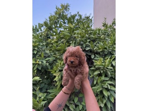 Saf kan yüksek kalite toy poodle yavrularımız