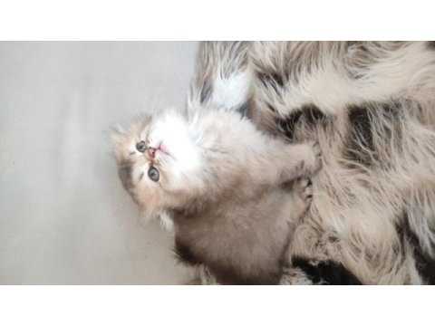 Sıfır kulak scottish fold yavrularımız