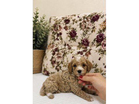 Mini boy kıvır kıvır maltipoo oğlumuz