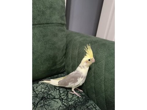 2023 yeme düşmüş yavrular pied-pearl-cinnamon sultan