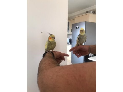 Sultan papağanı çapkın ve limonla ayrılma vakti geldi