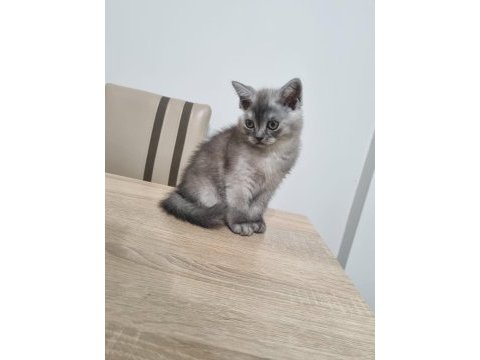 British shorthair dişi kedimiz