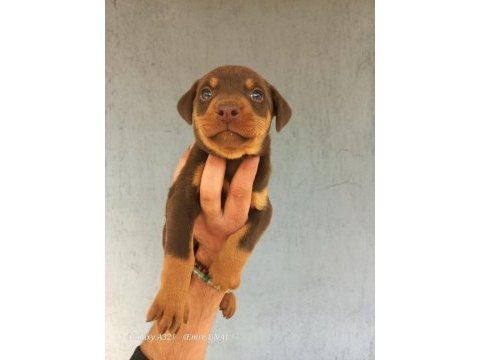 A kalite doberman yavrular