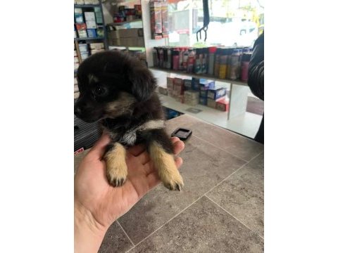 Annesi 0 no pekinez babası 1 no pinscher