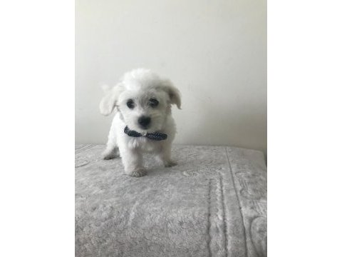 Maltese terrier bebekler