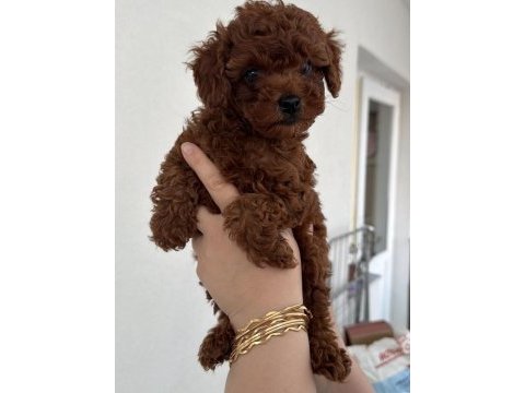 Red brown toy poodle puppy
