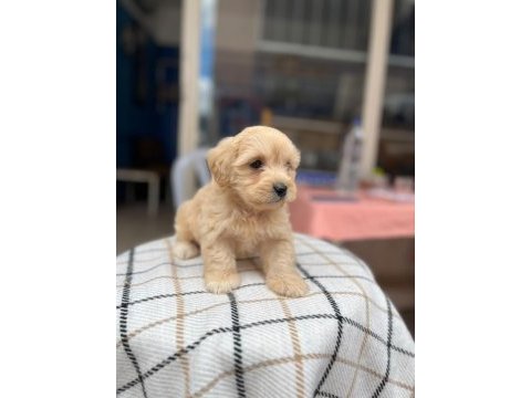 2.5 aylık maltipoo sahiplendirme ped eğitimli