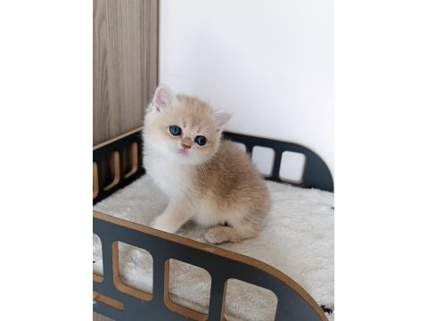 Blue golden erkek yavru kedimiz