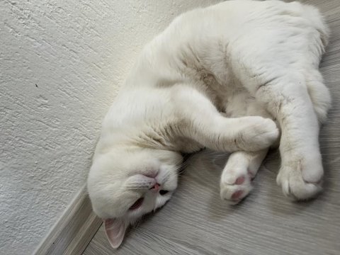 Çok uysal ve sakin british shorthair