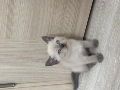 Birbirinden güzel british shorthair bebeklerimiz