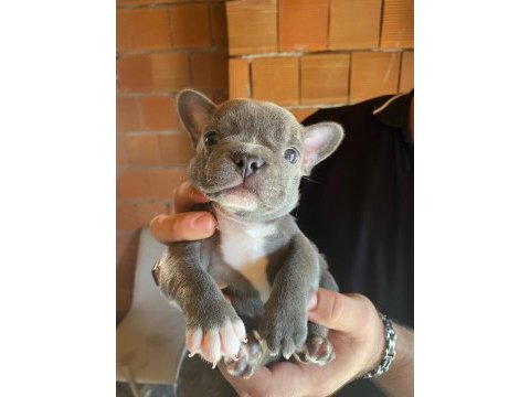 Blue french bulldog erkek teslime hazır