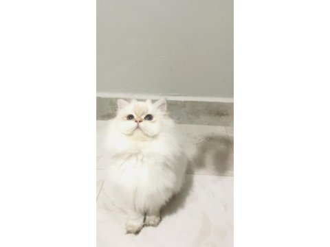 By1133 dişi 5 aylık british longhair