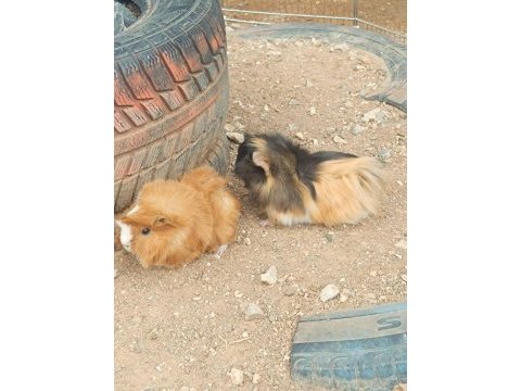 Guinea pigler