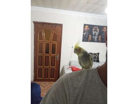 Elden koldan kafadan inmez sultan papağanı