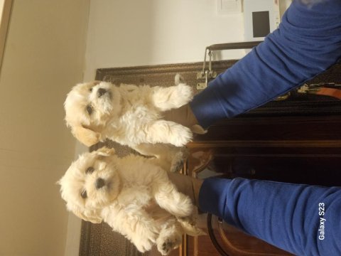 O numara maltipoo yavrularımız